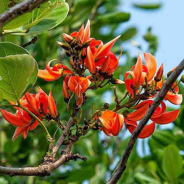 Palash